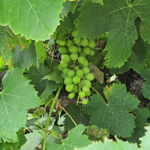 Racimo de uvas verdes entre hojas de vid.